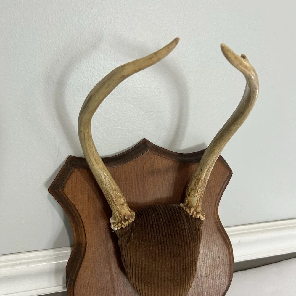 Antler Plaque Mount Taxidermy / Cabin Lodge Man Cave Point Whitetail Deer Real